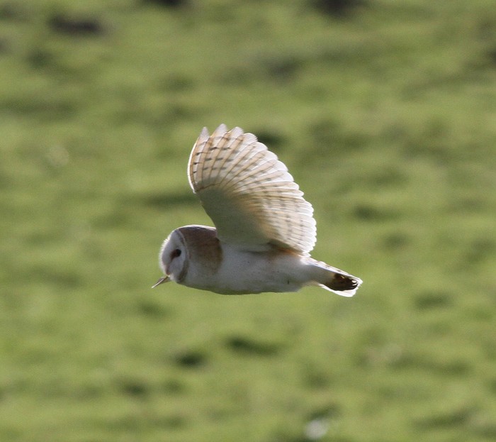 Barn Owl