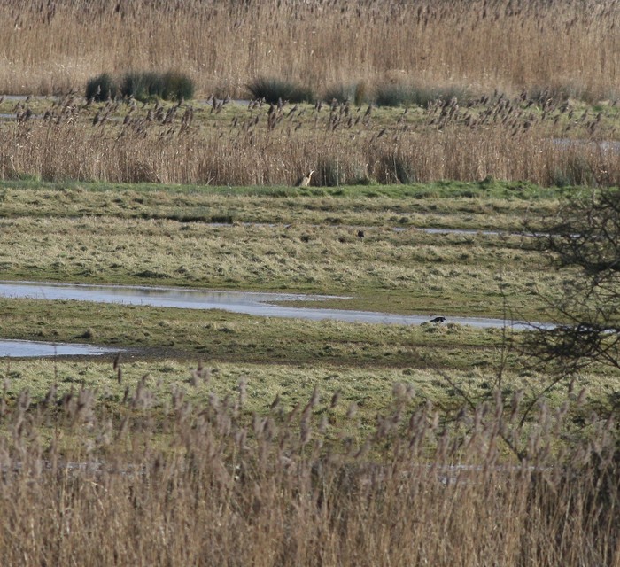 Bittern