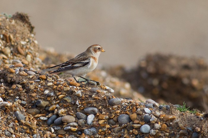 Snow Bunting