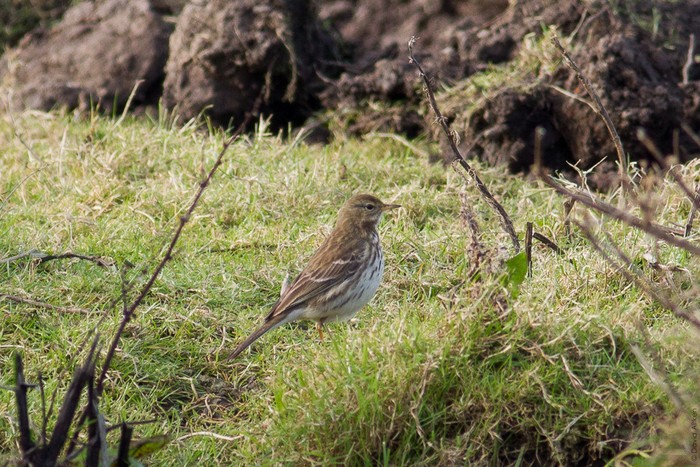 Water Pipit