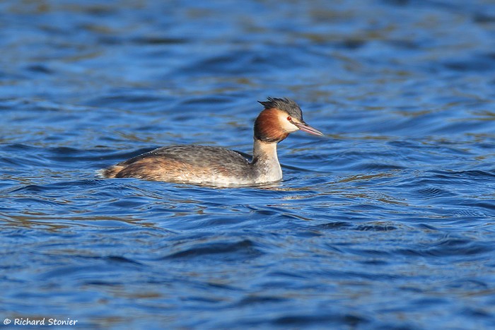 Great Crested Grebe