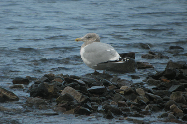 American Herring Gull
