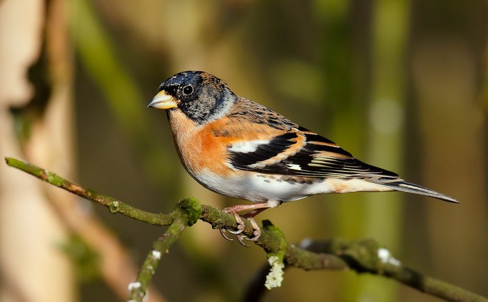 Brambling