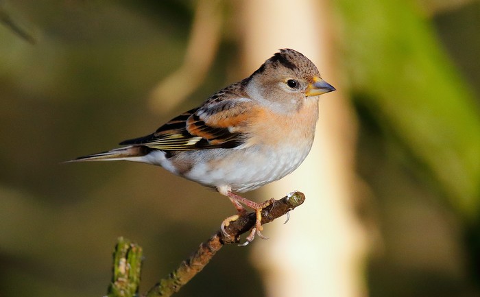 Brambling