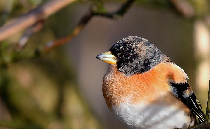 Brambling