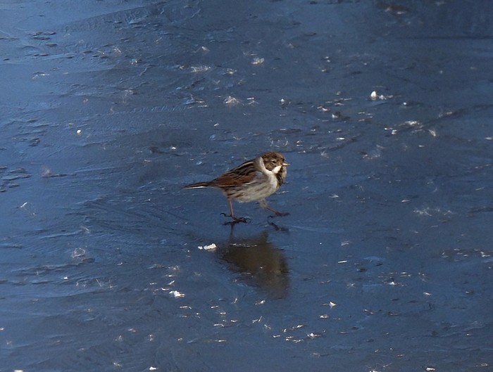 Reed Bunting