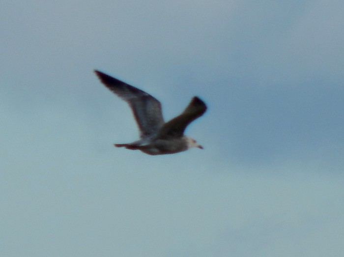 American Herring Gull