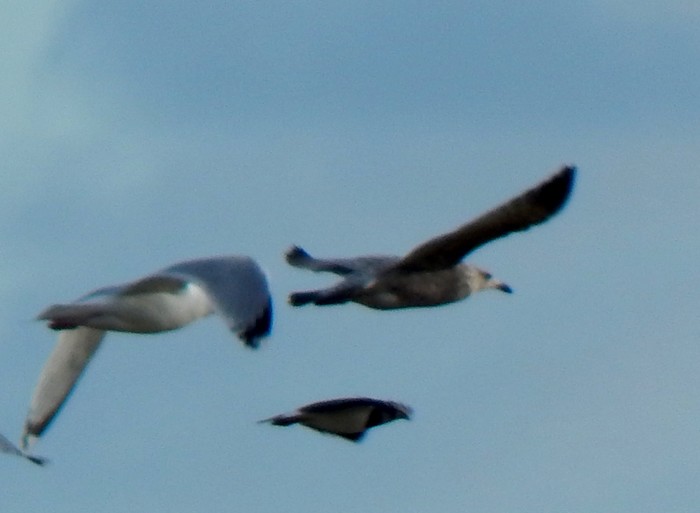 American Herring Gull