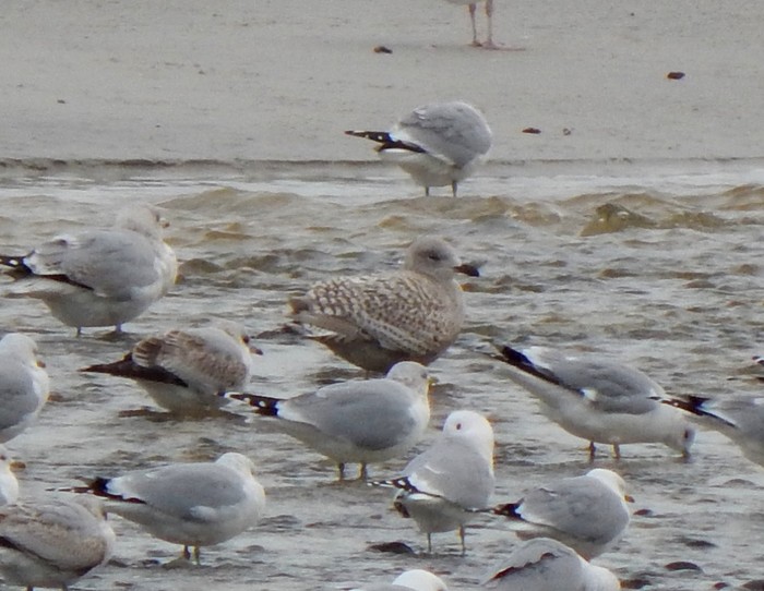 Kumlien's Gull