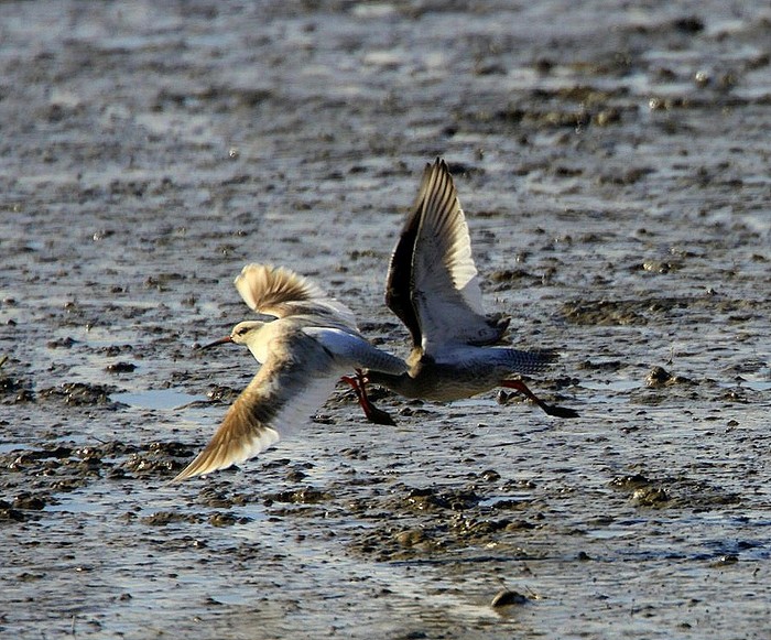 Redshank