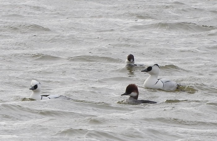Smew