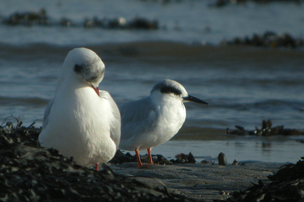 Forster's Tern