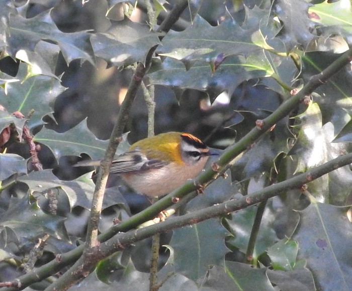 Firecrest