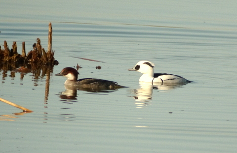 Smew