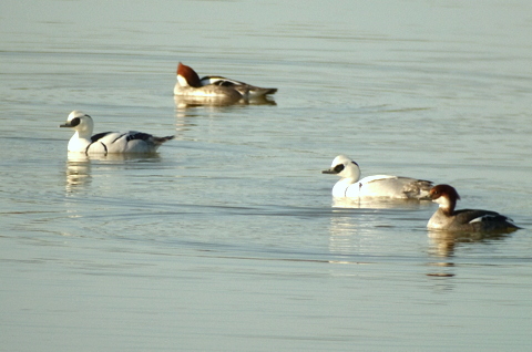 Smew