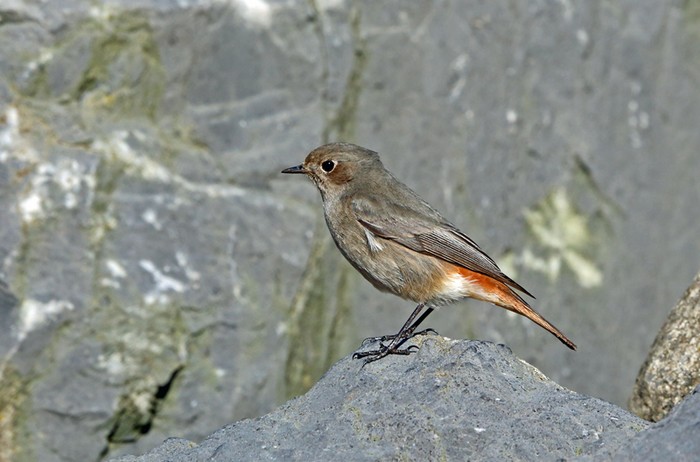 Black Redstart