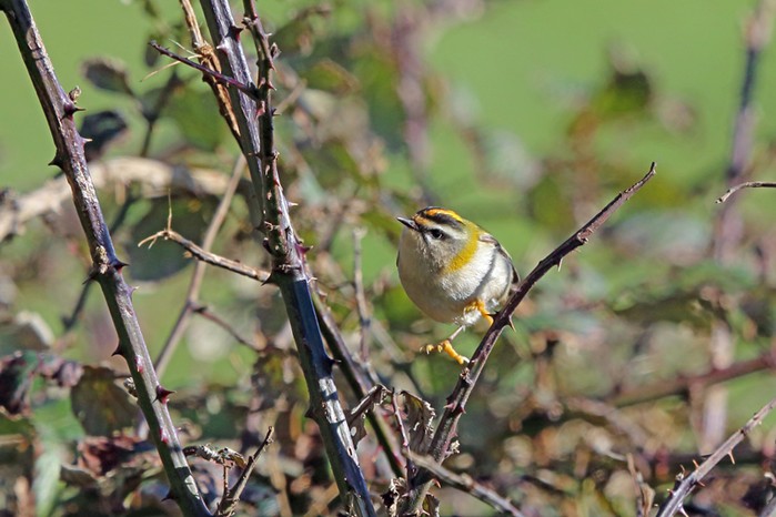 Firecrest