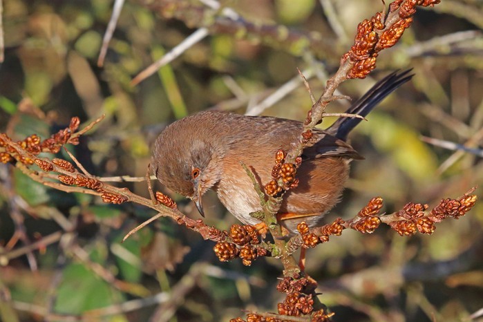Dartford Warbler