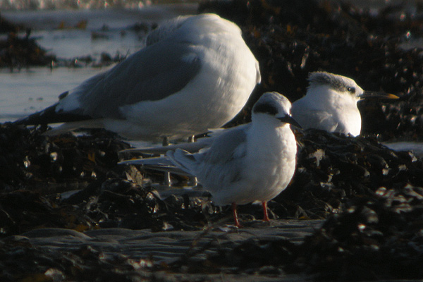 Forster's Tern