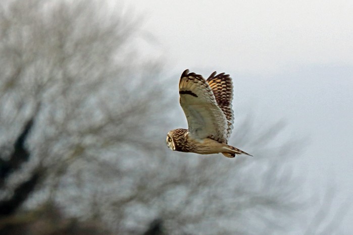 Short-eared Owl