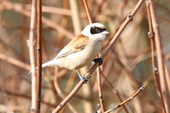 Penduline Tit