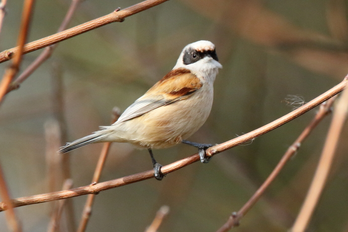 Penduline Tit