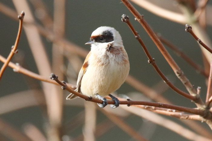 Penduline Tit