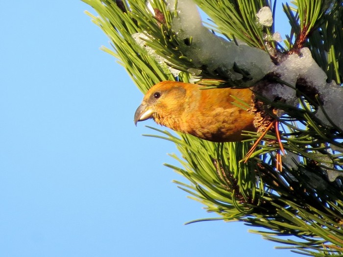 Crossbill