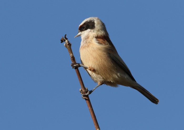 Penduline Tit