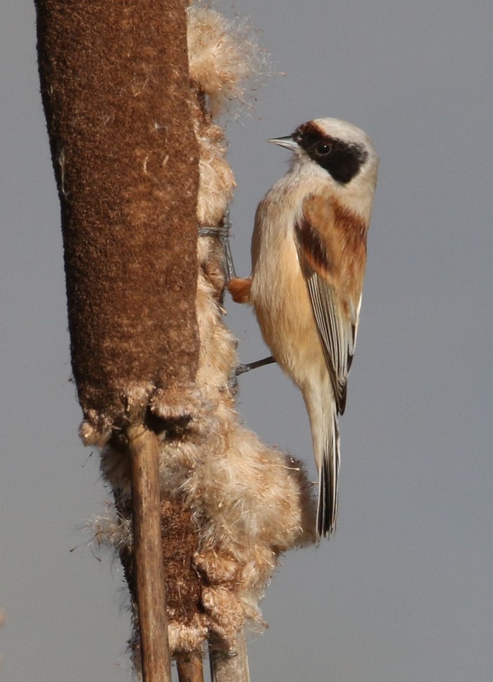 Penduline Tit