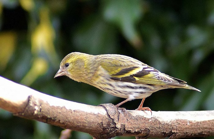 Siskin