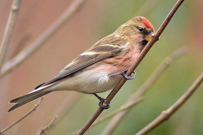 Lesser Redpoll