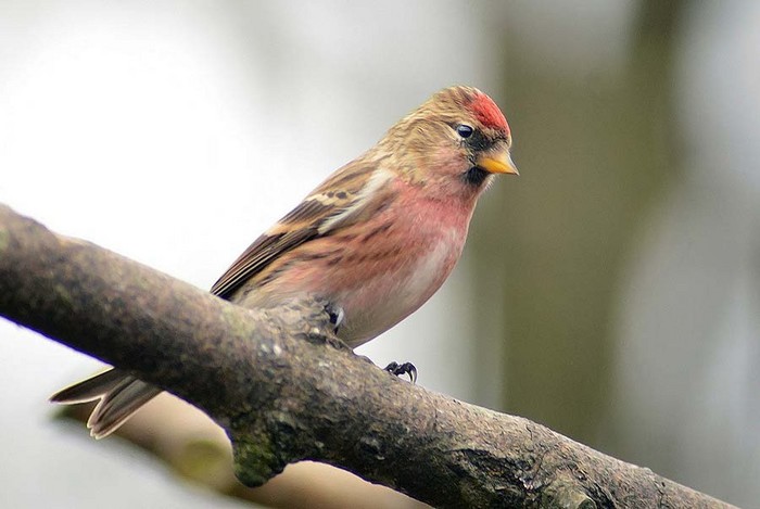 Lesser Redpoll