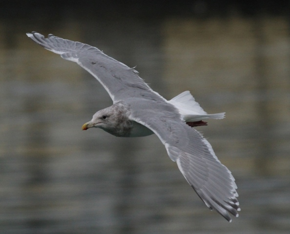 Glaucous-winged Gull