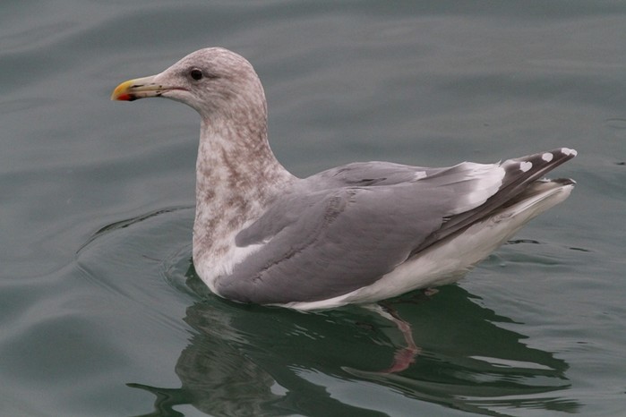 Glaucous-winged Gull