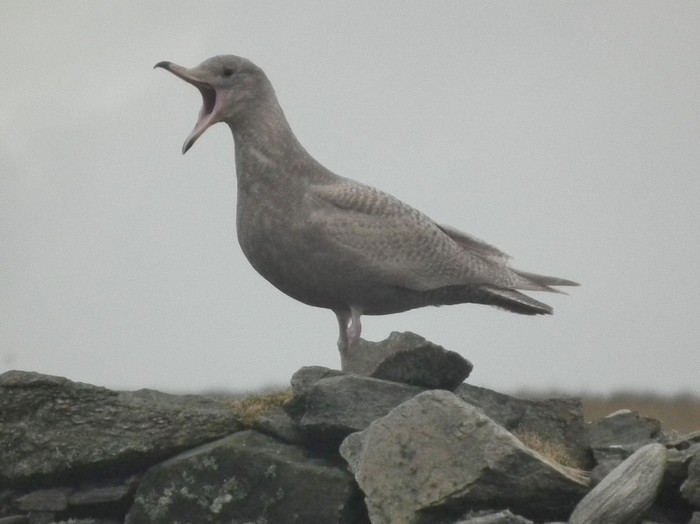 Glaucous Gull