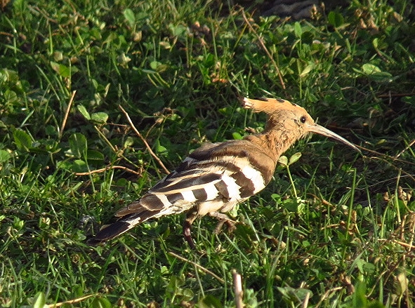 Hoopoe