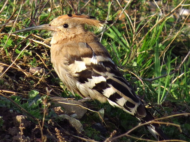 Hoopoe