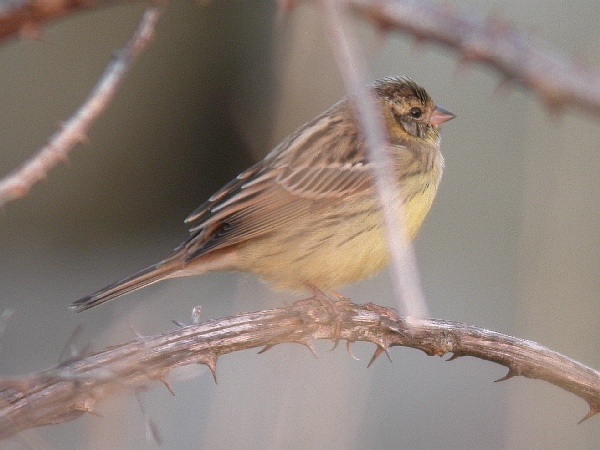 Yellow-breasted Bunting
