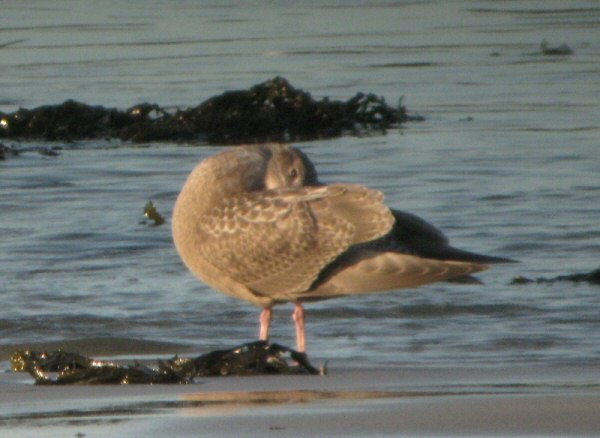 Thayer's Gull