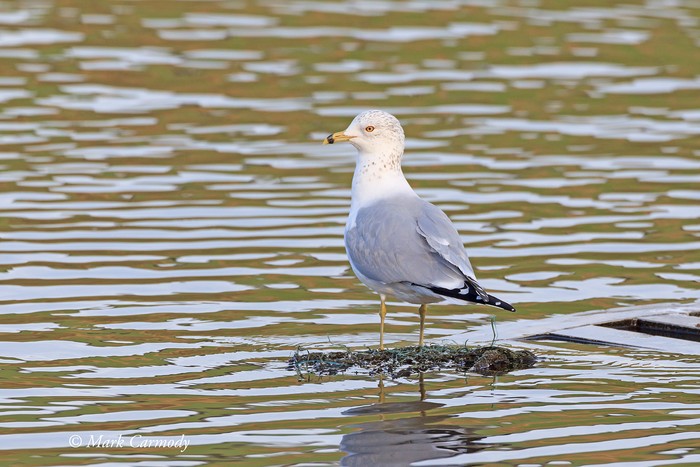 Ring-billed Gull