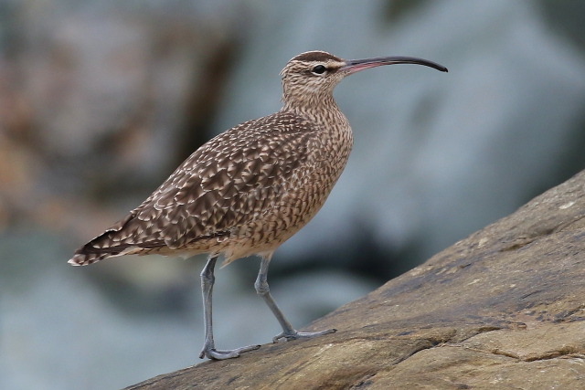 Hudsonian Whimbrel