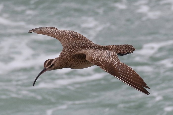 Hudsonian Whimbrel
