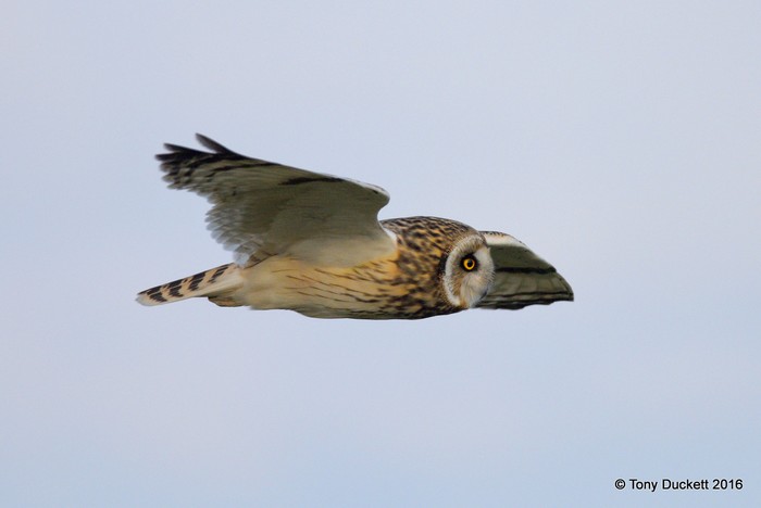 Short-eared Owl