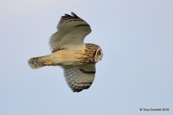 Short-eared Owl