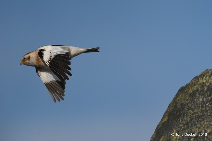 Snow Bunting