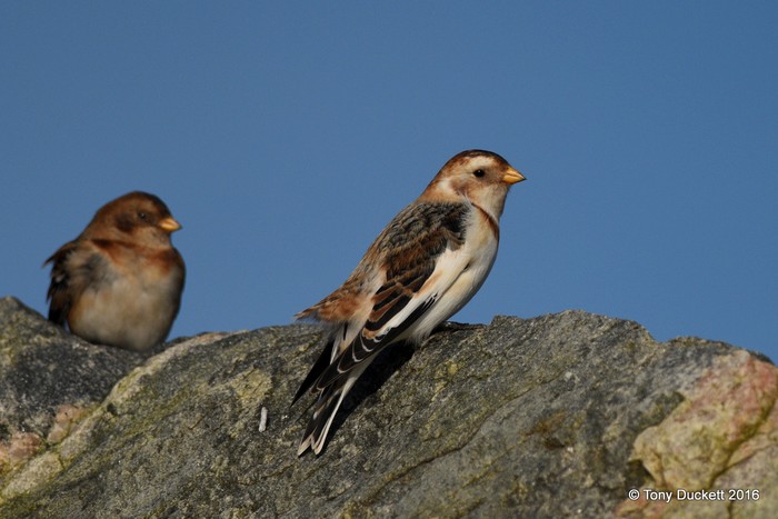 Snow Bunting