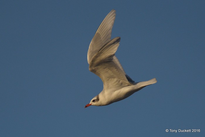 Mediterranean Gull