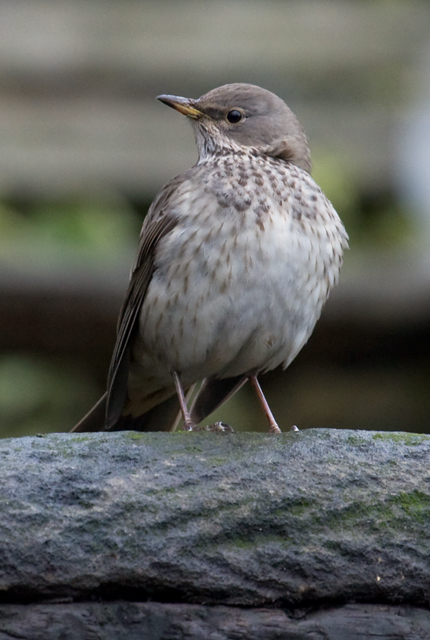 Black-throated Thrush