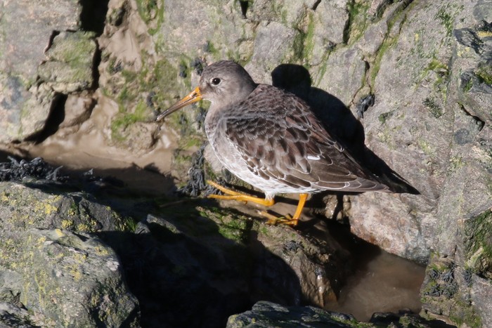 Purple Sandpiper